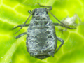 Rhopalosiphum padi